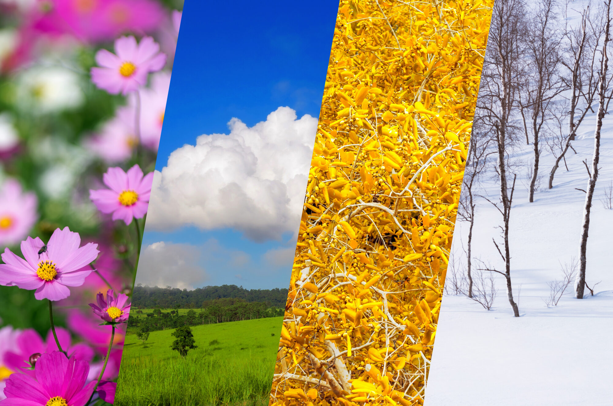 Seasons